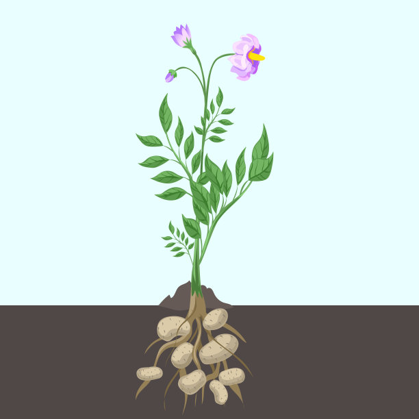 马铃薯生长在菜园的苗圃里。灌木，树枝，根，花。图片下载