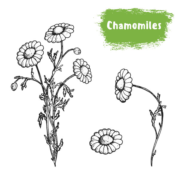 洋甘菊手绘素描。的矢量插图。包装设计的标签或图标。复古风格的形象。图片下载