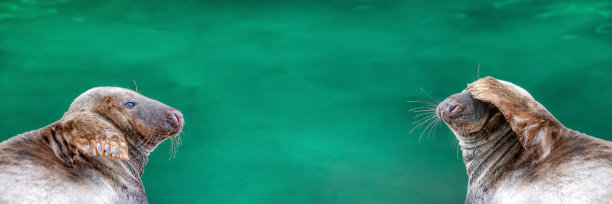 躺在水边的海豹。有趣的海豹用爪子把眼睛盖在绿色的背景上图片下载