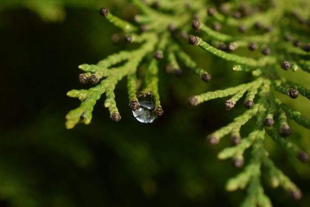 瓦特滴图片下载