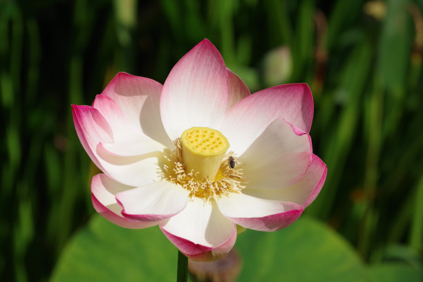 盛开的莲花图片下载