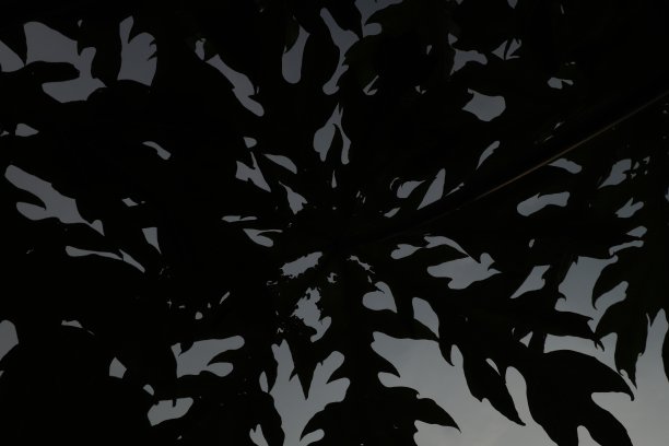 叶片纹理剪影(木瓜)，黑色叶片纹理图片下载