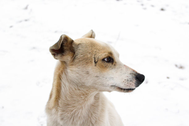 白色短毛狗在冬天的雪图片下载