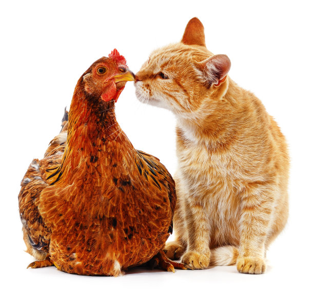 猫和鸡。图片下载