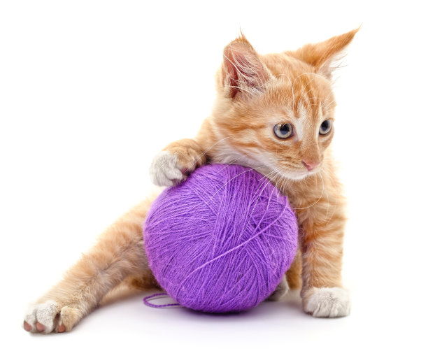 小猫和紫罗兰球。图片下载
