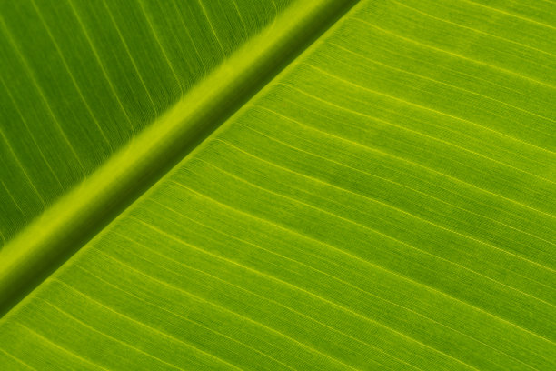 香蕉棕榈的绿叶质地。外来叶的生态背景。副本的空间。图片下载