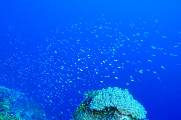 在密克罗尼西亚波纳佩的蚂蚁环礁潜水图片下载
