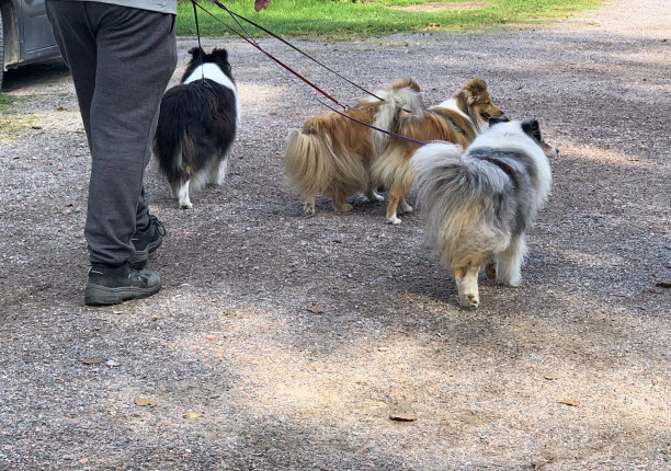 一个成熟的男人在公园遛狗图片下载