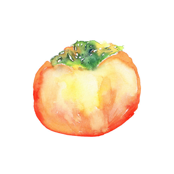 用水彩画的柿子插图图片下载