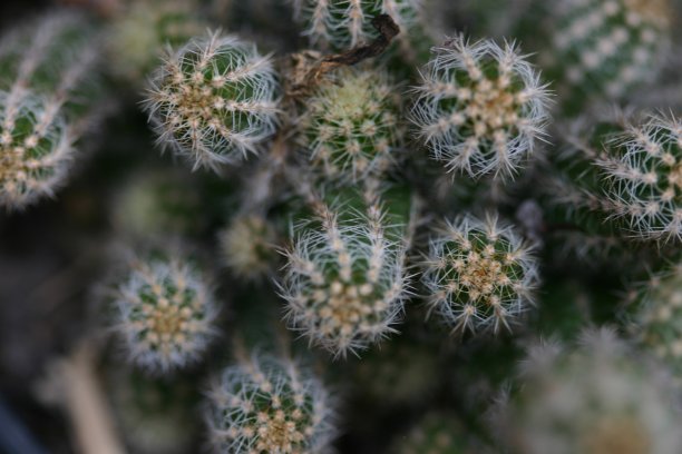 又小又高的仙人掌挤在一起图片下载