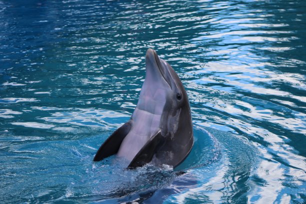 挥舞着海豚图片下载