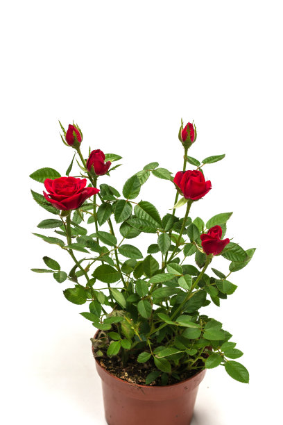 红玫瑰在一个花盆孤立的白色背景。图片下载