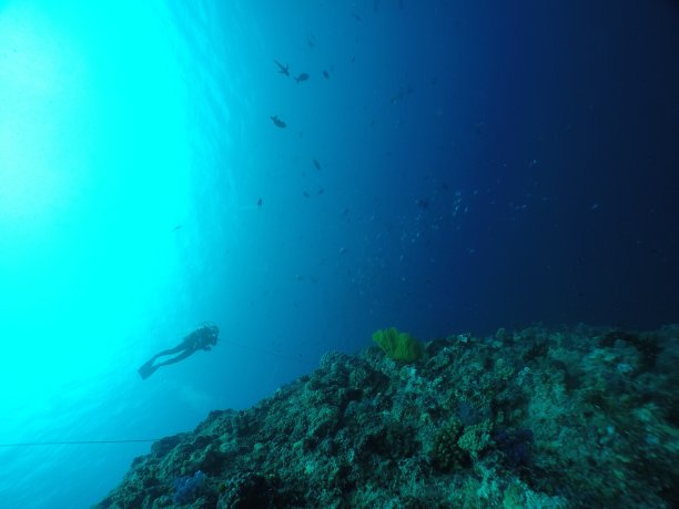 在帕劳的蓝角潜水图片下载