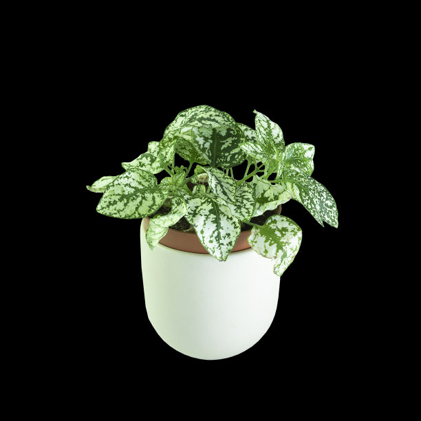 在黑暗的背景上孤立的波尔卡植物图片下载