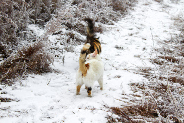 暹罗猫探索雪草户外可爱的毛茸茸的小猫与蓝色的眼睛图片下载