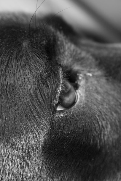 狗的眼睛图片下载