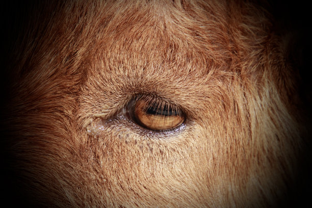 棕色山羊的眼睛图片下载