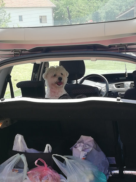 快乐的狗走在路上图片下载