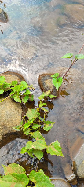 Cicalengka河- stock照片图片下载