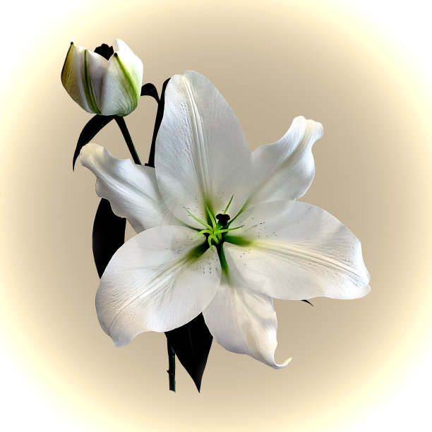 美丽庄严的白色圣母百合。图片下载