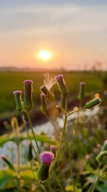 美丽的紫色花朵的细节图片下载