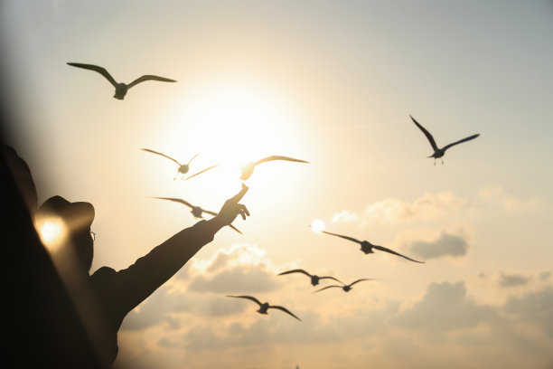 在伊斯坦布尔，一名男子正在喂一群海鸥图片下载