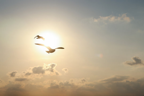 海鸥飞图片下载