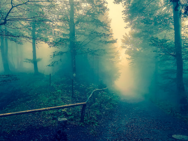 穿越德国黑森林的道路，雾气弥漫。图片下载