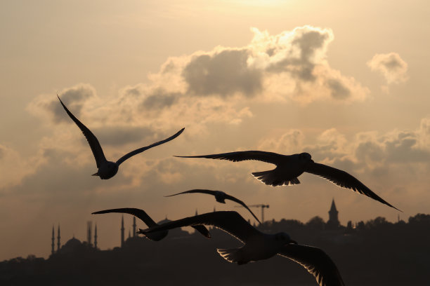 海鸥飞图片下载