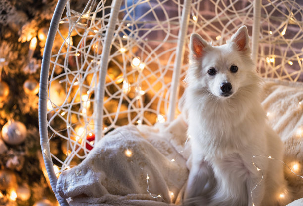 一只欢快的狗坐在圣诞树旁的椅子上图片下载