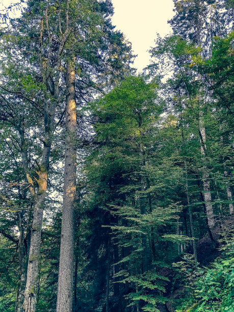 夏天的黑森林。图片下载
