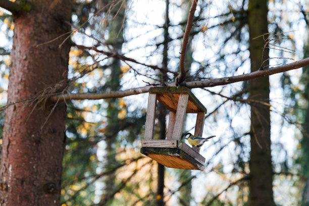 小鸟从森林喂食器里吃东西图片下载