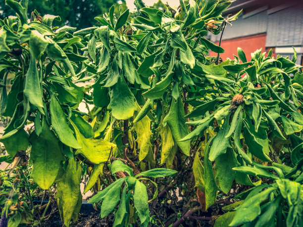 阳台植物在非常温暖的天气。图片下载