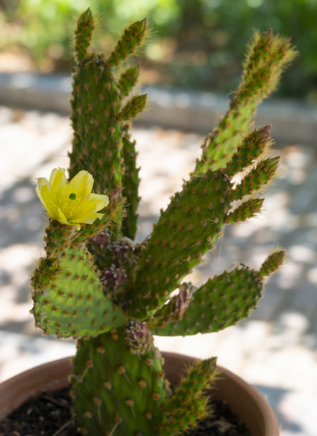 希腊一个阳光明媚的日子里，花盆里的黄色仙人掌仙人掌花图片下载