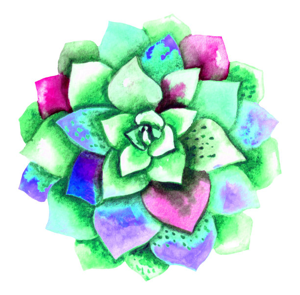 手绘绿色多肉植物水彩。孤立在白色的。图片下载