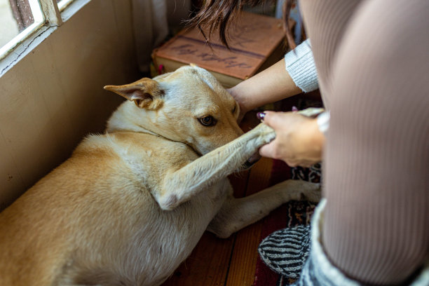 可爱的女人抚摸着她可爱的可爱的瞌睡狗图片下载