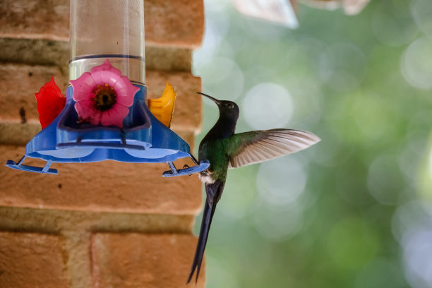 蜂鸟在取水时对鸟有特殊的支持。图片下载