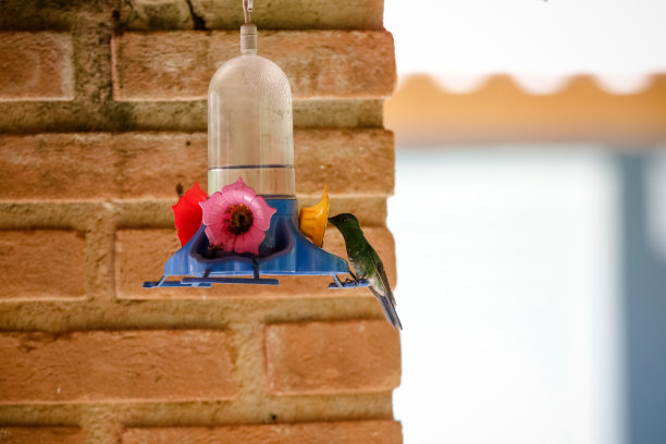 蜂鸟在取水时对鸟有特殊的支持。图片下载