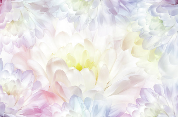 花白色的菊花。花春背景。那菊花的花瓣。特写镜头。大自然。图片下载