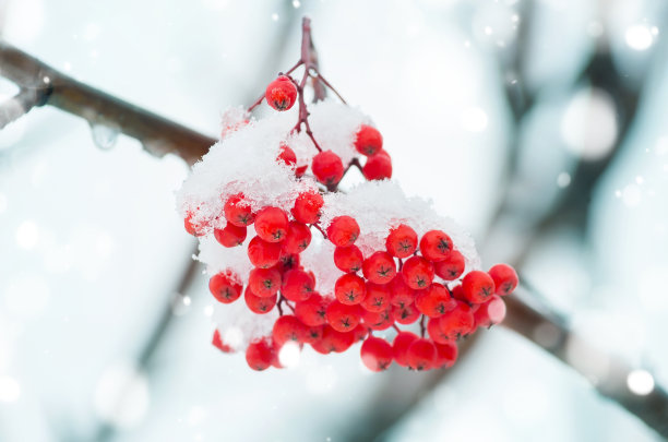 白雪覆盖的蔷薇果图片下载