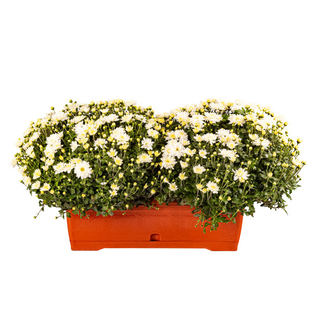 花盆里的白色菊花图片下载