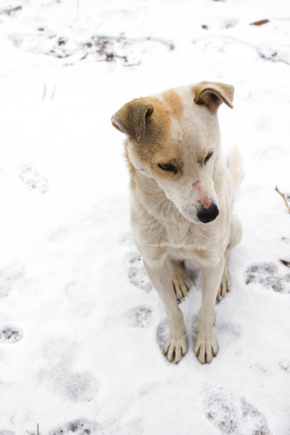 白色的短毛狗在冬天的雪图片下载