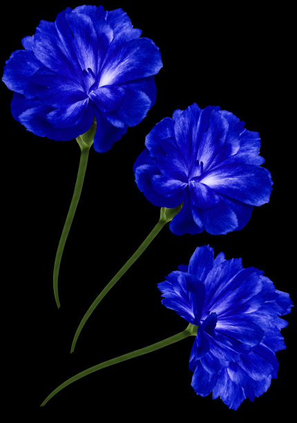 蓝色的丁香花。孤立在黑色背景。特写镜头。大自然。图片下载