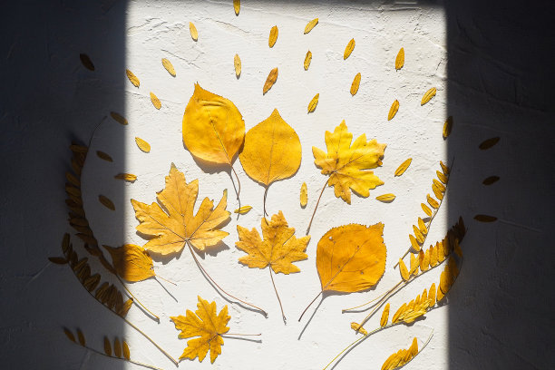 秋天构图框影花束黄枯叶白背景图片下载