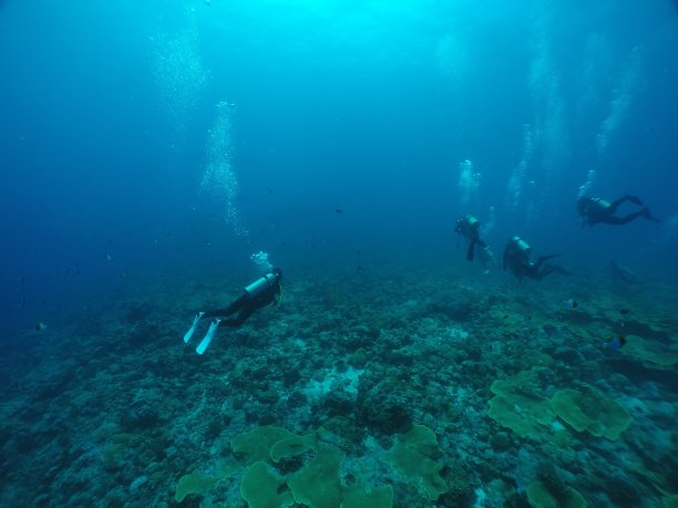 在帕劳的蓝角潜水图片下载