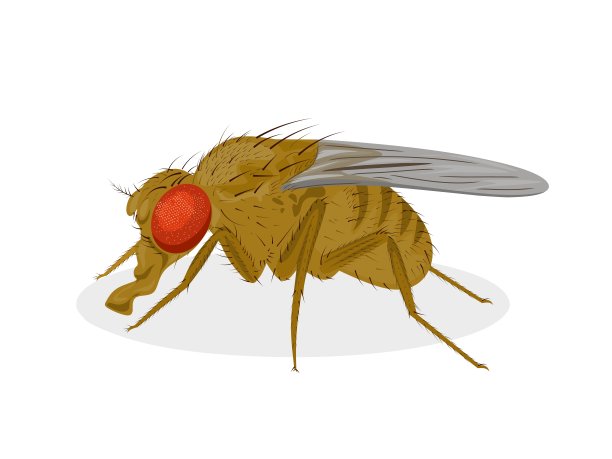 黑腹果蝇图片下载