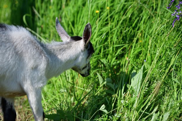 夏天，家山羊在草地上吃草图片下载