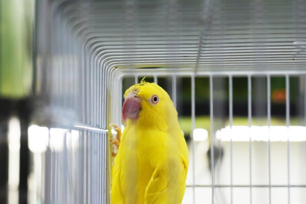 一只黄鹦鹉在鸟笼里的特写图片下载
