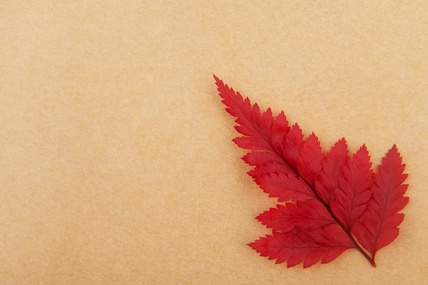 干叶子孤立在棕色的纸上图片下载