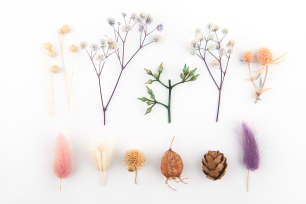 在白色背景上的干花和叶子图片下载